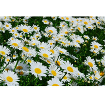 Large Waterfront Chamomile Western Seed Multi-Year Raw Garden Forest Green Landscape Flower Sea Courtyard Open-air Planting Balcony Flowers Bag Live