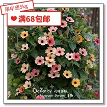 Flower edge Pickles imported flower seeds * British TM * Black eyes Susan Spanish eyes 5 climbing vine climbing