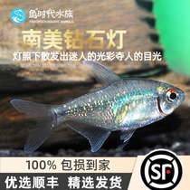 South American Diamond Light Diamond Fish Flash Linear Grease Carp South America Import Small Lamp Corfish Group Cruise Fish Live