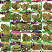 Dragon Cat Grinding snacks various Tastes Grass Cake 1 Dragon Cat Tooth Grass Brick isoflavors Buy 10 and send 2