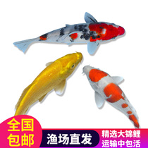Big Koi live ornamental fish Live fish Taisho tricolor red and white Koi pond landscape fish Freshwater fish Feng shui fish