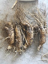  Fresh ginseng is available at any time throughout the year Fresh garden ginseng is soaked in wine soup and pure dew