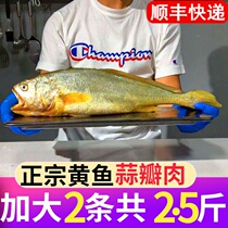 Large yellow croaker fresh frozen extra large Zhoushan seafood aquatic products fresh frozen East China Sea Ningde yellow croaker commercial wholesale