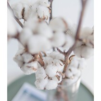 Dutch imported natural cotton branches dried flowers home decoration flowers Yongshenghua Jiangsu Shanghai Shunfeng Express
