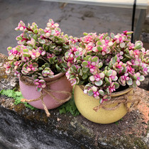Potted good elegant music dance brocade meat plant office desktop combination potted meat flower green plant