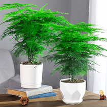  Wenzhu potted plants Indoor living room Air purification office hydroponic green seedlings Flower bonsai Evergreen four seasons