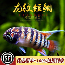Dragon pattern short snapper tropical fish ornamental fish South American boutique male and female short snapper Longwen F1 pair of fish freshwater fish live fish