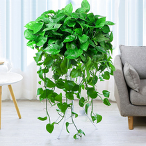 (Home delivery)Green Dill ivy potted hanging long vine Easy to live indoor living room balcony formaldehyde-absorbing plant