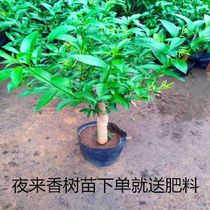 Nocturnal flower saplings potted Jiuli fragrant seedlings strong fragrance four seasons sun-resistant plants outdoor flowers easy to live