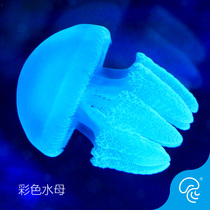 Shell Jellyfish Live Jelly Jellyfish Watch Pearl Pet Jellyfish Live Blue White Color Jellyfish