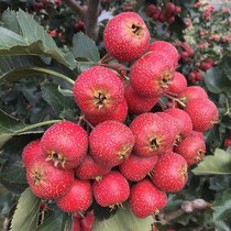 Grafting hawthorn saplings Great Venus South North planted potted fruit typing input Richter