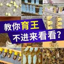 Bee King Tools Full Set of Chinese Bees