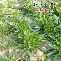 Wild noodle vegetable seed farm garden Four Seasons planting balcony potted health care specialty wild vegetable seed vegetable seed