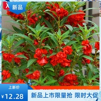Double impatiens seeds encrusted nail Pot seed larvae Indoor balcony four seasons flowering easy-to-live flowers Flower seed seeds 