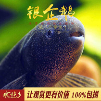 Silver penguin fish African elephant nose fish proboscis freshwater fish dolphin silver penguin ornamental tropical fish pet live fish