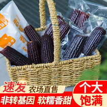 Guojinshi black corn Fresh vacuum-packed instant purple sweet waxy corn 8 non-GMO sticky corn cob