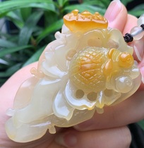 Yang Yujia Yunnan Natural Huanglongyu Yangyan River Beautiful Goldfish has more than years of hanging certificate