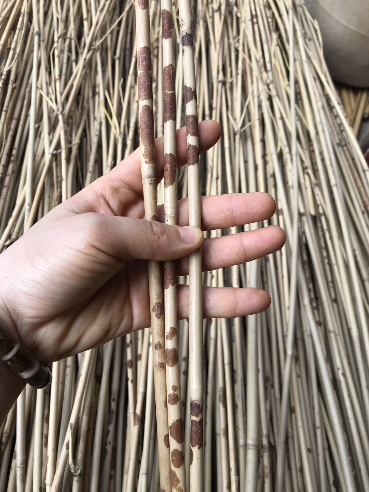 中国古美術 古時代 斑竹 筆入 墨入 班竹 香妃竹 湘妃竹 EJ11B-11 红湘妃竹节竹料直径1-1.2 香妃竹段工艺品花斑竹竹子