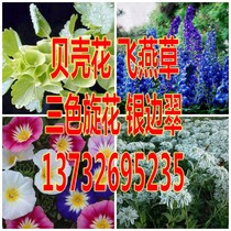 Bulk large flower Delphinium seeds Pigeon flower Chidori flower three-color spin flower Shell flower Alpine snow silver-edged emerald species