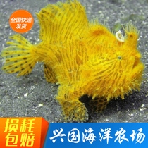 5-foot tiger pentagonal tiger cudfish Fish Gross Fishes Gross Fishes Lame Fish Alternative Sea Water Fish Express Package Live