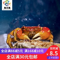Hand crab Hand crab Watch crab Live Freshwater Crab Live pet Desktop pet Climbing pet Hermit crab