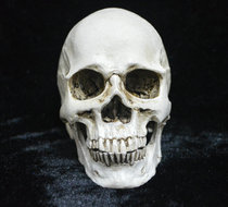 Halloween supplies ghost festival decoration creative toys horror spoof whole props resin skull ornaments