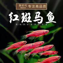 Fish era] Red zebra fish water straw cylinder Small group Swim Light Corfish Iridescent with spotted Bamma blue with fish living body