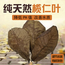 Soften water drop acid lan ren ye aquarium that lowering the PH small sterilization tank Betta lazy