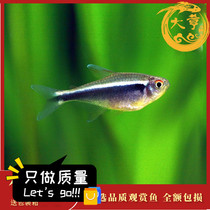 Black lotus lamp Small ornamental lamp fish Tropical fish Fluorescent Zebrafish group swimming fish Freshwater fish live well