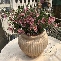 Hibiscus small wood lollipop elegant Lady small flower open-air cold-resistant potted flower with soil delivery