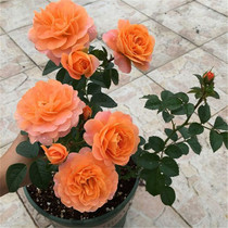 Balcony series Large flower micro moon juice Balcony plant dwarf multi-flower orange small bag Multi-head explosive pot