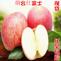 Red Fuji apple fruit fresh Yantai crispy sweet season 5kg big apple water source heart farmer Apple slag