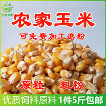 Corn Feed Chicken Feed Corn Grain Corn Grain Corn Grain Corn Corn Grain Corn Corn Grain chicken Ducks Goose Grain Farmyard Raw Fish Bait