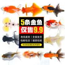 Goldfish ornamental fish self-raised Pearl goldfish cold water living blisters goose head goldfish good breeding tolerance live lion head fish