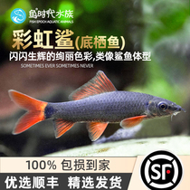 Fish age] Rainbow shark pink Shark Red Tail Black Shark cylinder Tools Fish in addition Algae Silk Algae Eat Hairy Fucks Brown Algae