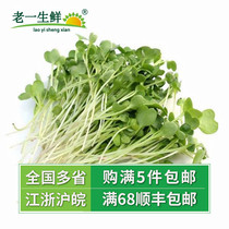 (Old one fresh) fresh radish seedlings 1 box of Western food decoration plate sprouts