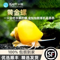 Gold Snail View Mystic Snail Shells Pet Golden Rabbit Snail Living Freshwater Clean Algae Removal tool snail