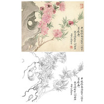  Gongbi painting white sketch manuscript Yun Shouping boneless flower sketch physical print draft size optional SP19