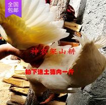 Shennongjia Changshou Village Qingshuihe farm free-range three-year duck nourishing stewed soup earth duck old duck whole 1500 grams