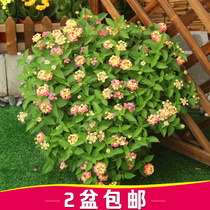 Five-color plum potted horse cherry flower seedlings balcony flowers potted four seasons blossom good heat-resistant plants 2 pots