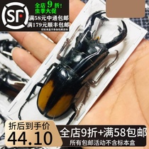 Orange Back Fork Corner Shovel Type Specimens Huxarthrius Parryi Shovel Beetle Beetle Beetle Insect Collection