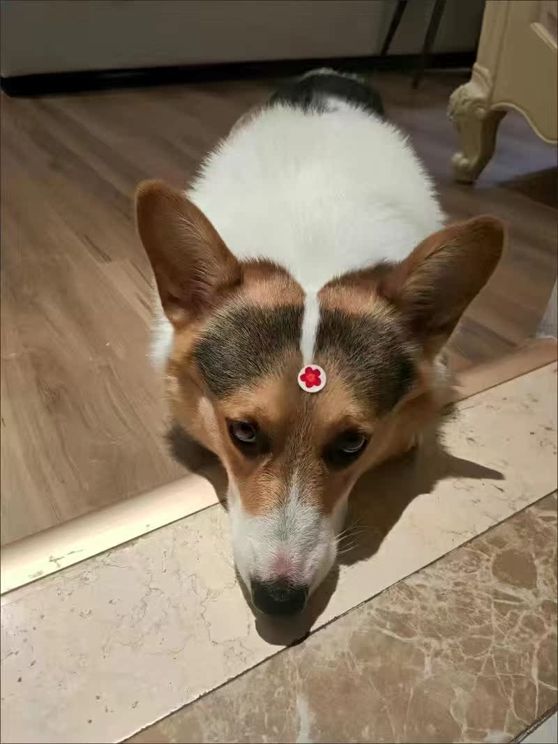 真心分享比乐狗粮犬主粮优缺点如何?真实经历爆料诉说