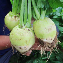 Bald mustard seeds Extra large spicy orangutan seeds Relict pickles seeds Autumn four seasons spicy vegetables Vegetable seeds Kohlrabi