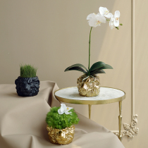 ladylike lion head ceramic flowerpot creative green orchid Phalaenopsis simulation flower Clivia potted plants