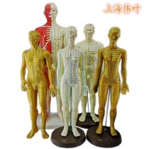  Weiye clear meridians Male and female mannequins Human meridian models Acupuncture copper acupuncture acupuncture points lettering