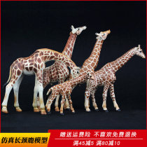 Simulation zoo giraffe plastic suit model wildlife world Furniture ornaments Childrens cognitive toys