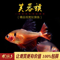 Hibiscus sailfish small pull sailfish freshwater ornamental fish tropical fish lucky red smooth sailing group swimming light fish live