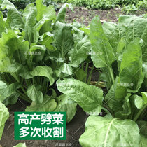 Genda vegetable seed big leaf thick skin seed split vegetable pig vegetable seed resistant to bolting cow