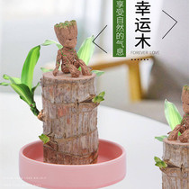 Brazil Wood lucky Wood water plant small potted plant Office indoor desktop Groot Four Seasons stump hydroponic green plant