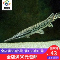 Alligator crocodile crocodile short-mouthed ferocious ornamental fish large tropical fish squid meat fish live cold-resistant